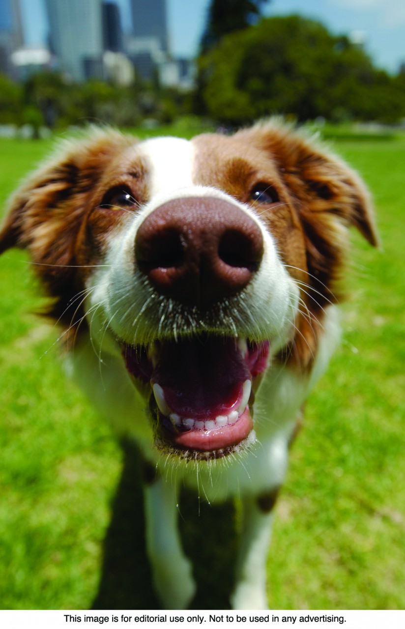 5 Ways to Prevent Lost Pets